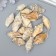 Decorative shells "Strombus urceus" 15 pcs