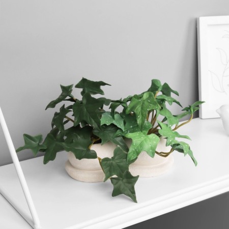 Bonsai in the pot "ivy indoor elite" (soft sheet) double, 12x14 cm