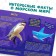 Mini-encyclopedia "Sea World", 20 pages, 12 × 17 cm, mi-mi-Mimka