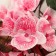 Artificial flowers "Orchid Phalaenopsis" 8x80 cm, pink mix