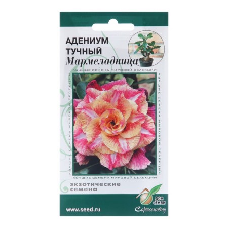 Flowers adenium Oblate "Marmaladnitsa", 3 pcs