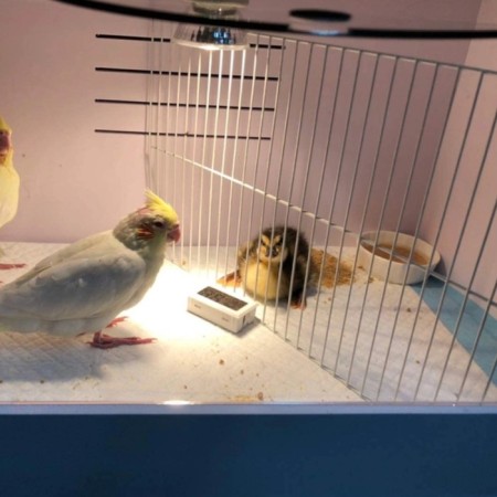 Bruder for chickens Hobbyfarm PBB01-E 48x30x30 cm with a thermostat-5