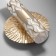 Sconces "minora" Led 3000k gold 21.5x15x15cm