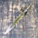 Souvenir sword on a tablet, color application on the blade, 52 cm