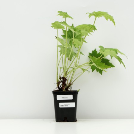 Heihera shaggy, P9 pot, 1 pc, spring 2024-2