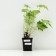 Heihera shaggy, P9 pot, 1 pc, spring 2024