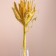 Set of dried flowers "Setaria", banch 7 pcs, length 55-65 (+/- 6 cm), yellow