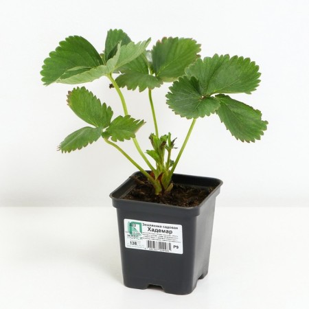 Strawberry Garden Hademar, P9 Pot, 1 pc, summer 2024-1