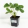 Strawberry Garden Hademar, P9 Pot, 1 pc, summer 2024