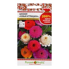 Cinnia flowers 