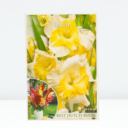 Gladiolus Baggi, 12/14 rr, 6 pcs. Spring 2024
