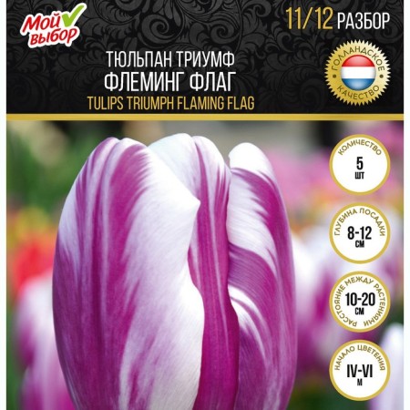 Tulip Triumph Fleming Flag, rr 11/12, 5 pcs, autumn 2024-3