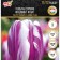 Tulip Triumph Fleming Flag, rr 11/12, 5 pcs, autumn 2024