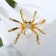 Brooch "Spider" pearl, white color in gold