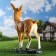 Garden figure "Olenien on a stone" from the polystone good souvenirs, 38 cm, average