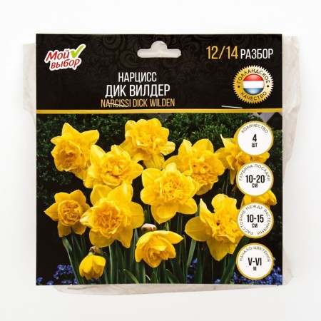 Narcissus Dick Wilder, river 12/14, 4 pcs, autumn 2024-2