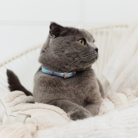 A collar for dogs and cats with Fasteks "Neon", 30 x 1 cm-4