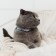 A collar for dogs and cats with Fasteks "Neon", 30 x 1 cm