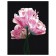 Picture on numbers on the black canvas "Pink Flowers", 30 × 40 cm