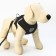 Drinking harness with a leash and reflective patch, s, ok 27, og 30-38, black