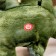 Soft musical toy "Dinosaurus", 43 cm, green color