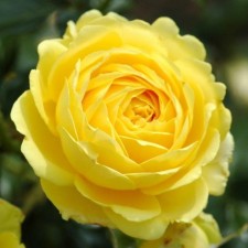 Seedling rose Marselisborg Castle, Floribunda, pot 2 l., Summer 2024