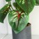 Bonsai in the Pot "Singonium" 9x25 cm