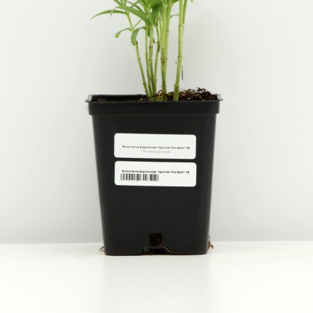 Fizostia Virginskaya "Crystal Peak White", pot p9, 1 pc, spring 2024-3