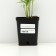 Fizostia Virginskaya "Crystal Peak White", pot p9, 1 pc, spring 2024