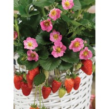 Strawberries Garden Tuscan F1, P9 Pot, 1 pc, summer 2024