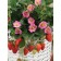 Strawberries Garden Tuscan F1, P9 Pot, 1 pc, summer 2024