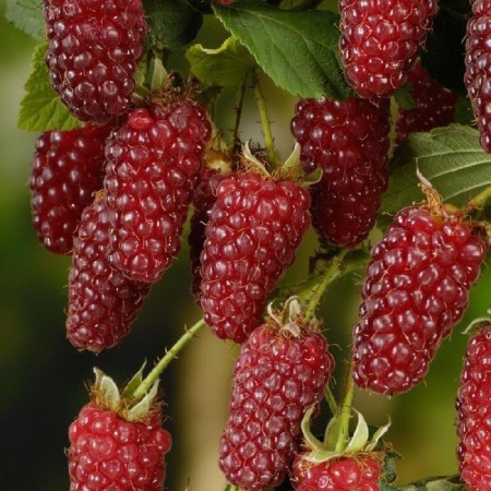 Ezhemalina (blackberry) "Teiberry Medan (Raspberry X Black Blekeeping)", Tuba, 1 pc, spring 2025