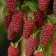 Ezhemalina (blackberry) "Teiberry Medan (Raspberry X Black Blekeeping)", Tuba, 1 pc, spring 2025