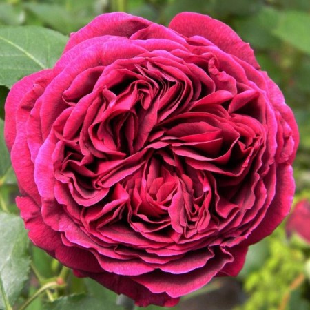Rosa Solfezhio, Spring 2024, 1 pc.