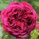 Rosa Solfezhio, Spring 2024, 1 pc.