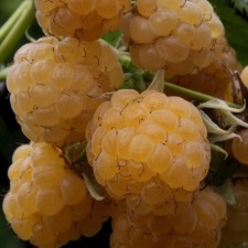 Golden Bliss raspberry seedlings, P12 pot, summer 2024