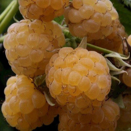 Golden Bliss raspberry seedlings, P12 pot, summer 2024