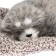 Toy on a car panel, a dog on a pillow, gray color