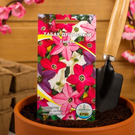 Flower seeds of annual tobacco "mixture", fragrant, 0.1 g-2