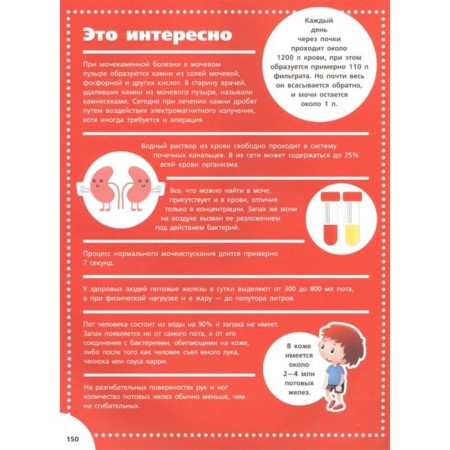 Анатомия. Спектор А. А.-4