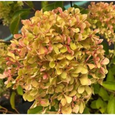 Sharp hydrangea pan -shred 