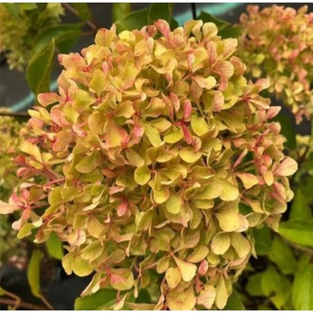 Sharp hydrangea pan -shred "Romantic Ace/Perle de Festival", P8 Pid, ​​Summer 2024