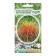 Sedge seeds of the sedge "bronze curls", 5 pcs