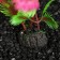 Set of plants of artificial aquarium on a stand under stone (size 1 pc 10x2.5x1.5 cm)