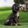 Garden figure "Rotweiler Puppy" 13x15x18cm