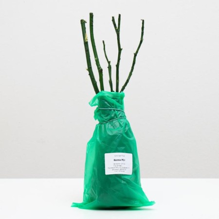 Cellie Rosa seedling, spring 2024, 1 pc.-2