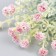 Flowers for decorating "Shabo clove" red 1 bouquet = 6 heads 17 cm