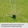 Distant sprayer, 12 nozzles, under connector, peak, plastic, Greengo