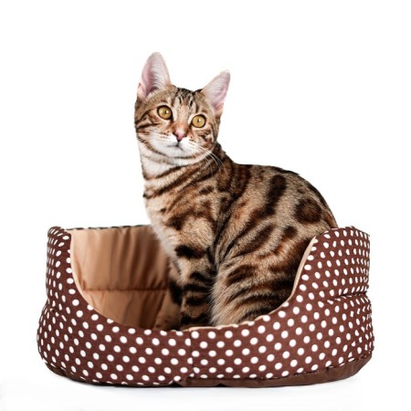 Lying "Golshek", 49 x 36 x 17 cm, calico, brown