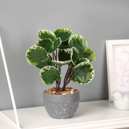 Bonsai in the Poking Premium pot 22x9 cm, mix-2